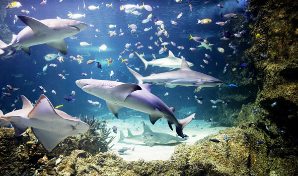 秦皇島山海關旅游攻略之海洋水族館